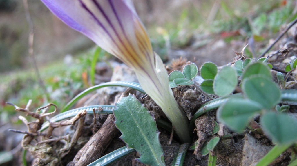 Crocus imperati Ten. / Zafferano d'' Imperato